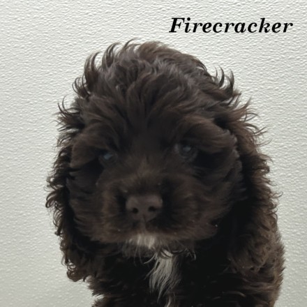 puppy, for, sale, Cocker Spaniel, Joe & Cherri  Overlease, dog, breeder, Miller, MO, dog-breeder, puppy-for-sale, forsale, nearby, find, puppyfind, locator, puppylocator, aca